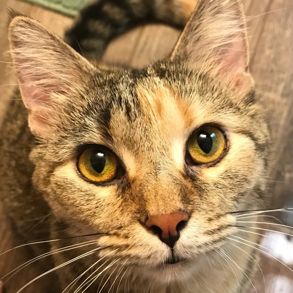 Meet your Posher, Megan